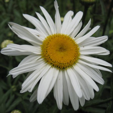 Margareta -Leucanthemum sp.